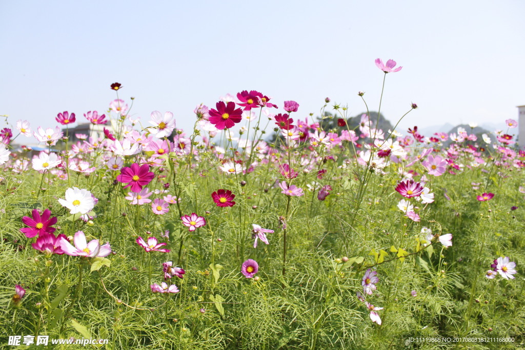 格桑花