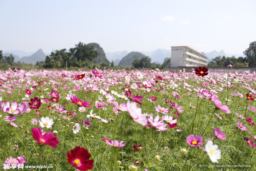 格桑花