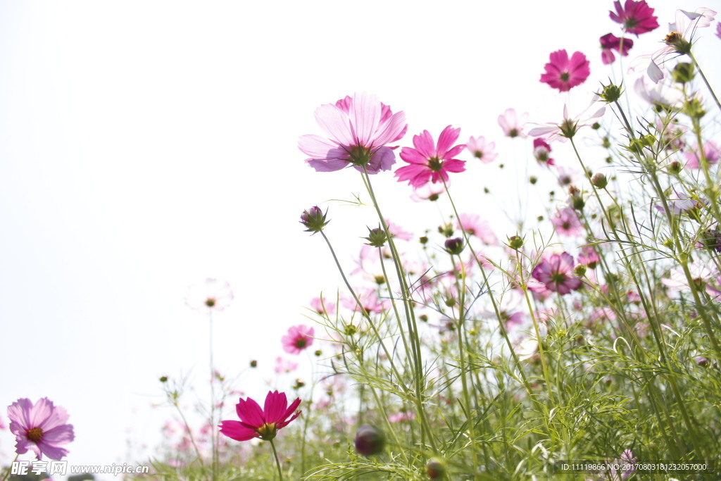 格桑花