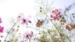 格桑花