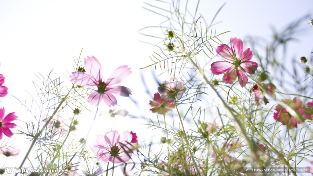 格桑花