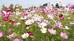 格桑花