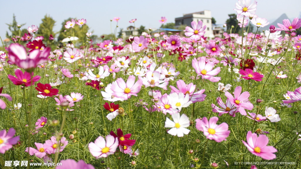格桑花