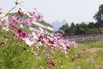 格桑花