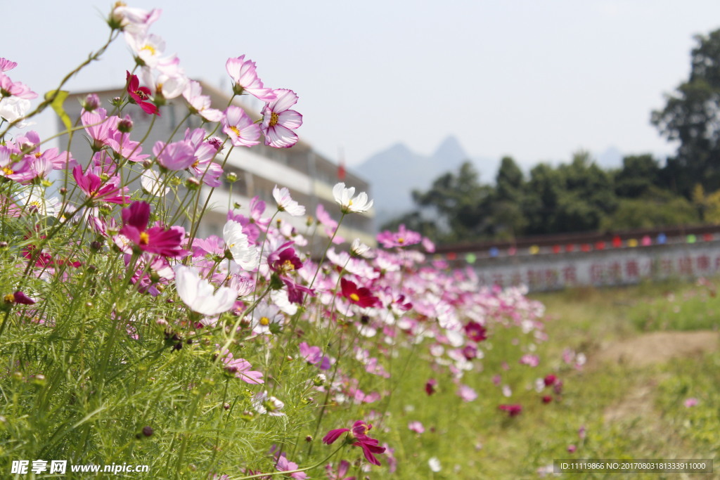 格桑花