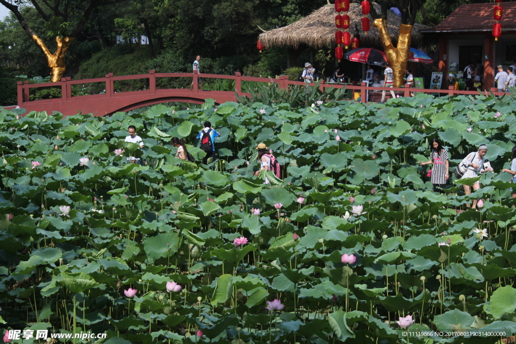 荷花池