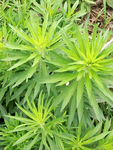 绿色植物