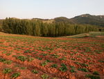 山区农田