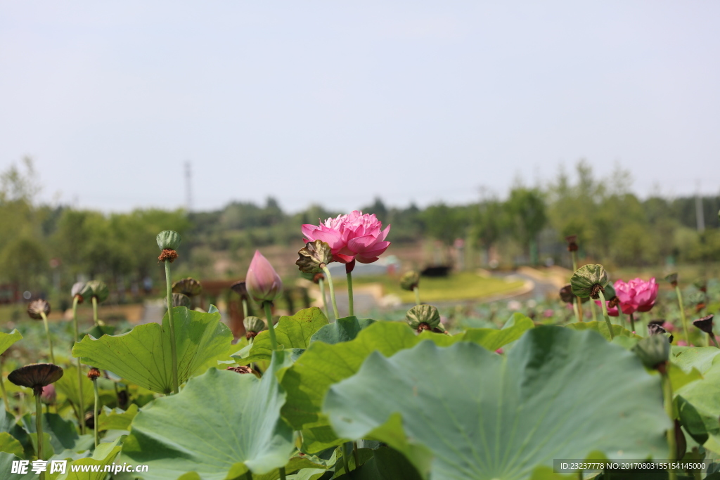 莲籽荷花