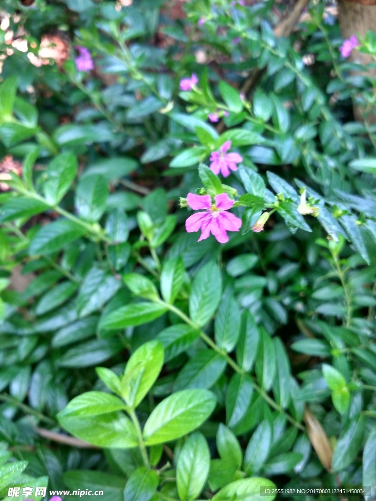 小花