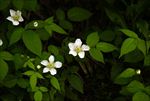 鲜花绿叶