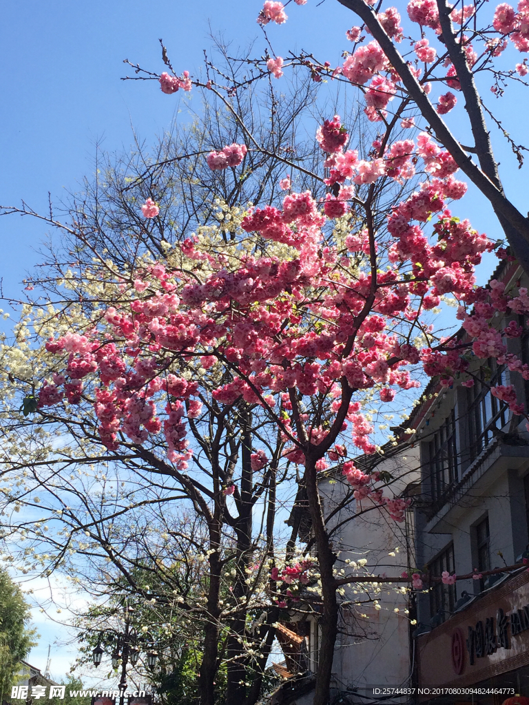 花树