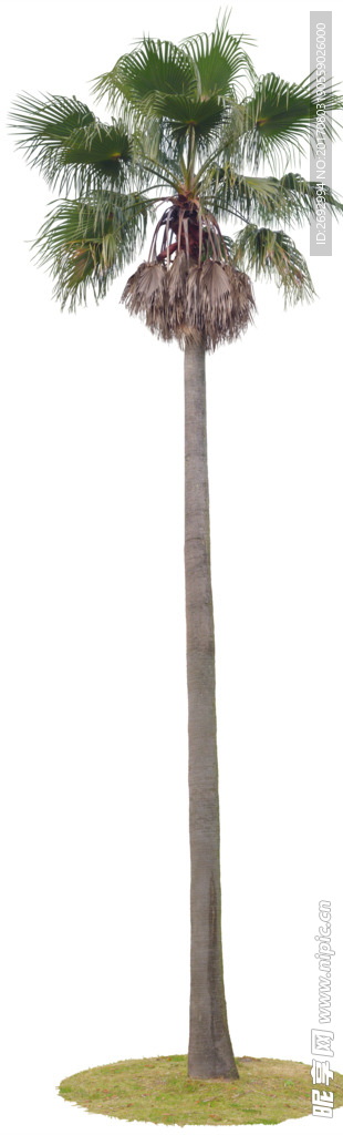 棕榈树