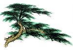 倾斜的松树水彩手绘图