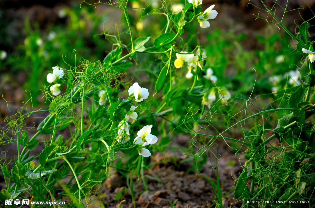 豌豆花小白花