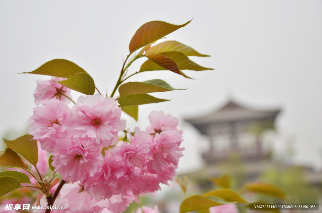 青龙寺樱花