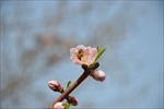 蜜蜂采蜜桃花间
