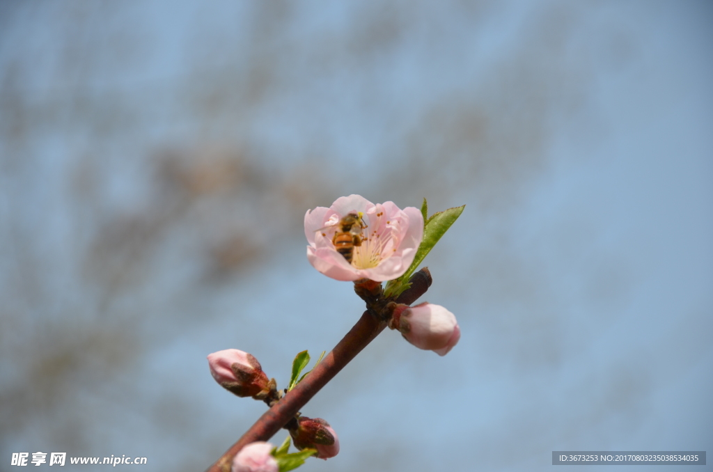 蜜蜂采蜜桃花间