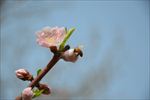 蜜蜂采花