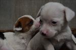 中华田园犬