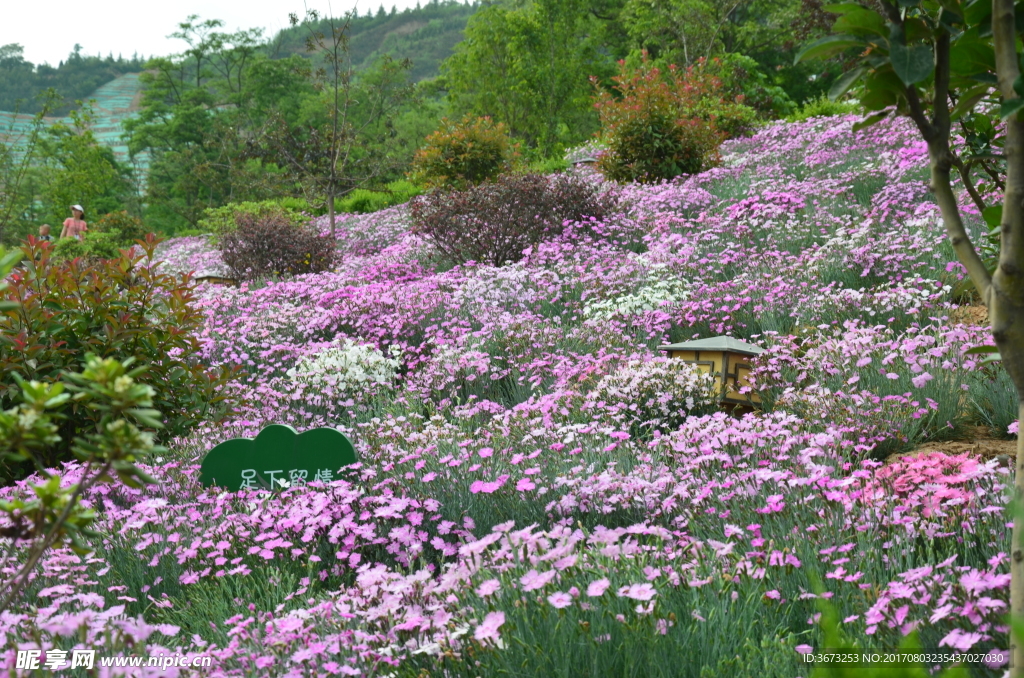 繁花似锦