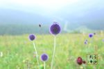花卉摄影