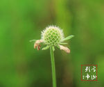花卉摄影