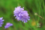 花卉摄影