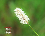花卉摄影