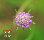 花卉摄影