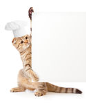 小猫