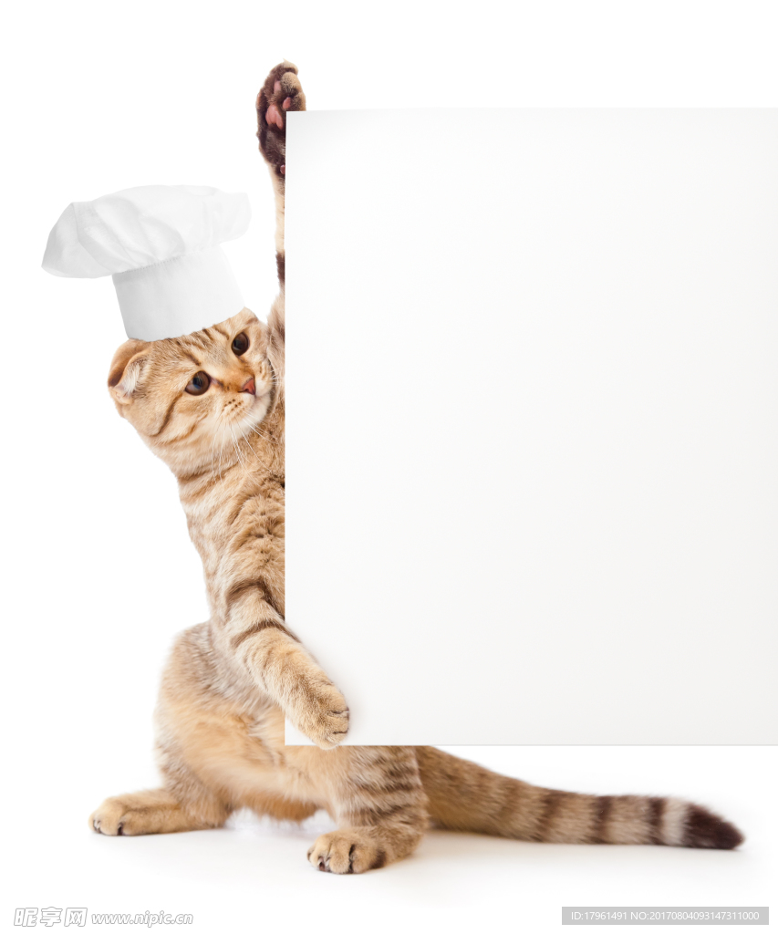 小猫