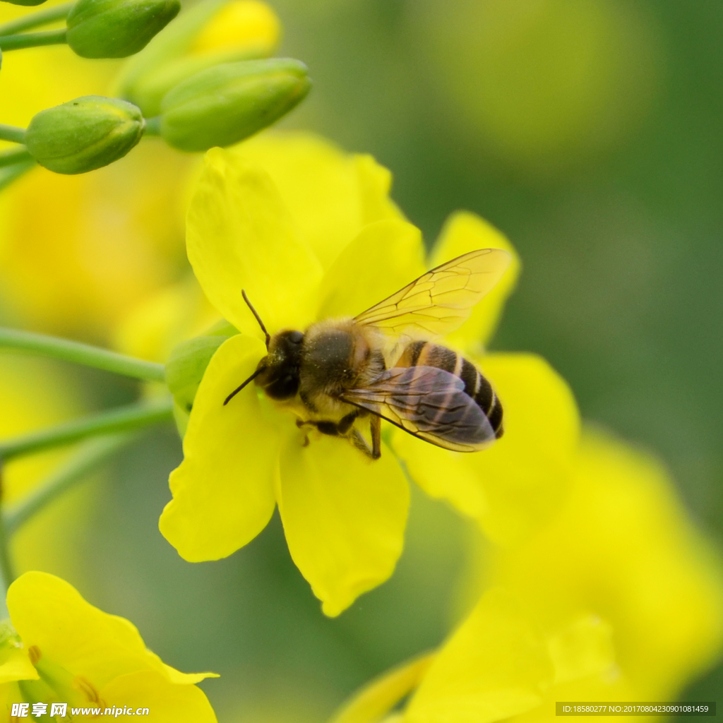 蜜蜂油菜花