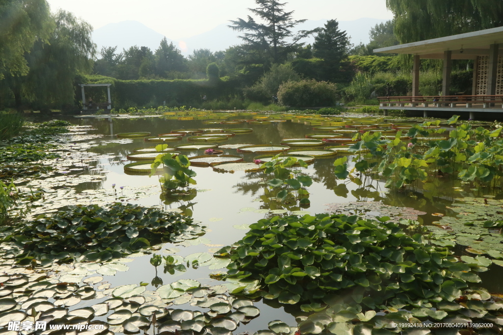 夏日植物园