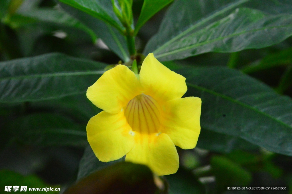 小黄花
