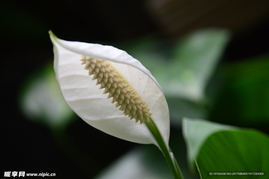 白鹤芋