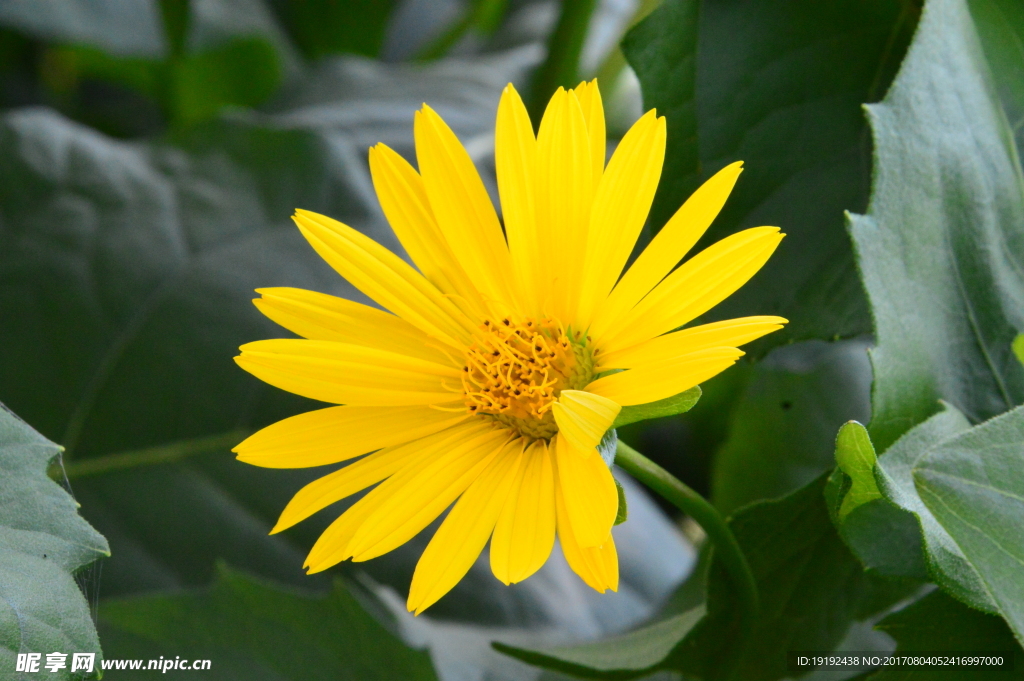 小黄花