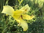 菜花