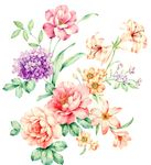 花朵插画