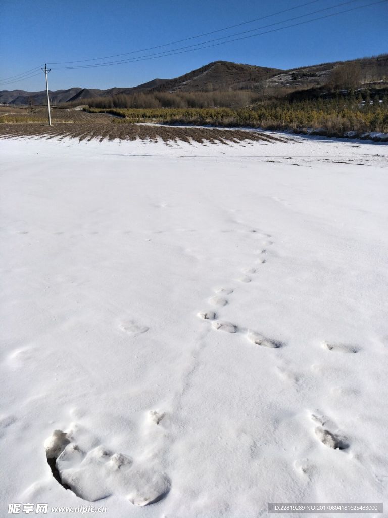 雪中田野