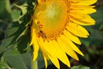 微距拍摄向日葵和蜜蜂