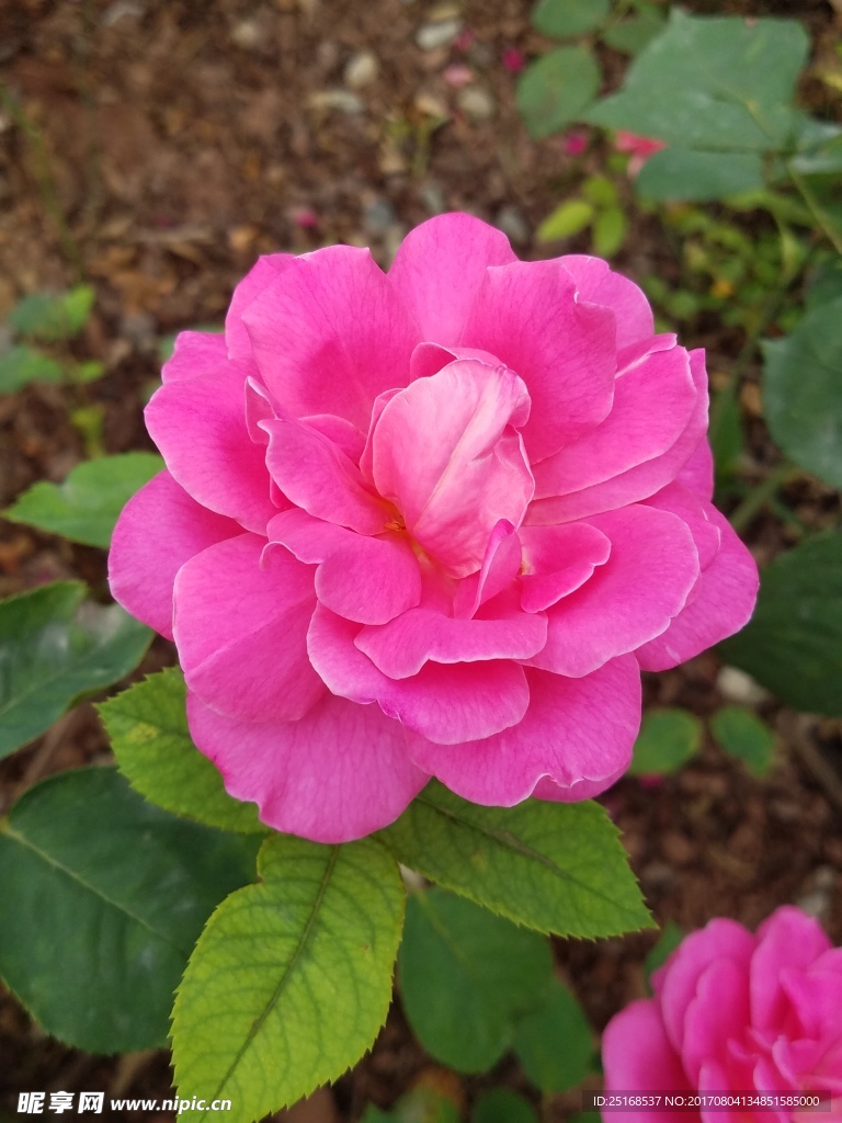 花卉摄影