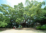自然风光草地
