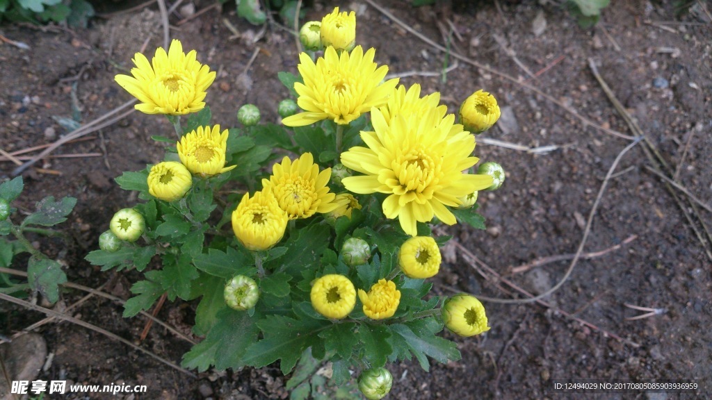 菊花