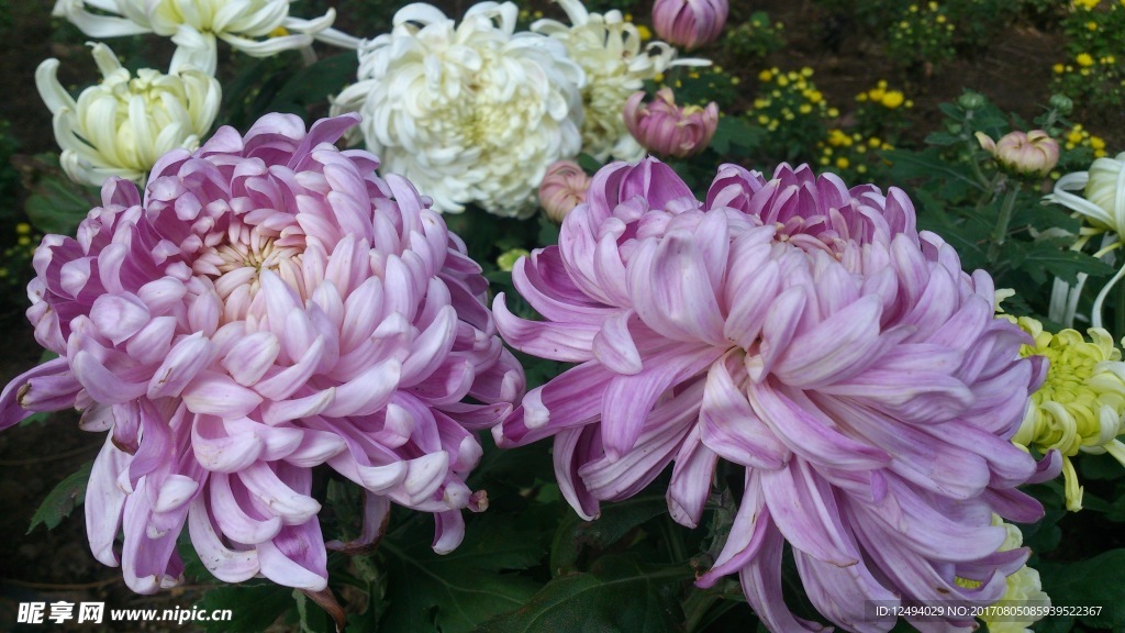 菊花