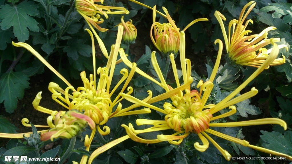 菊花