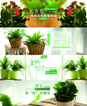 植物盆栽多肉轮播全屏海报