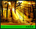 光