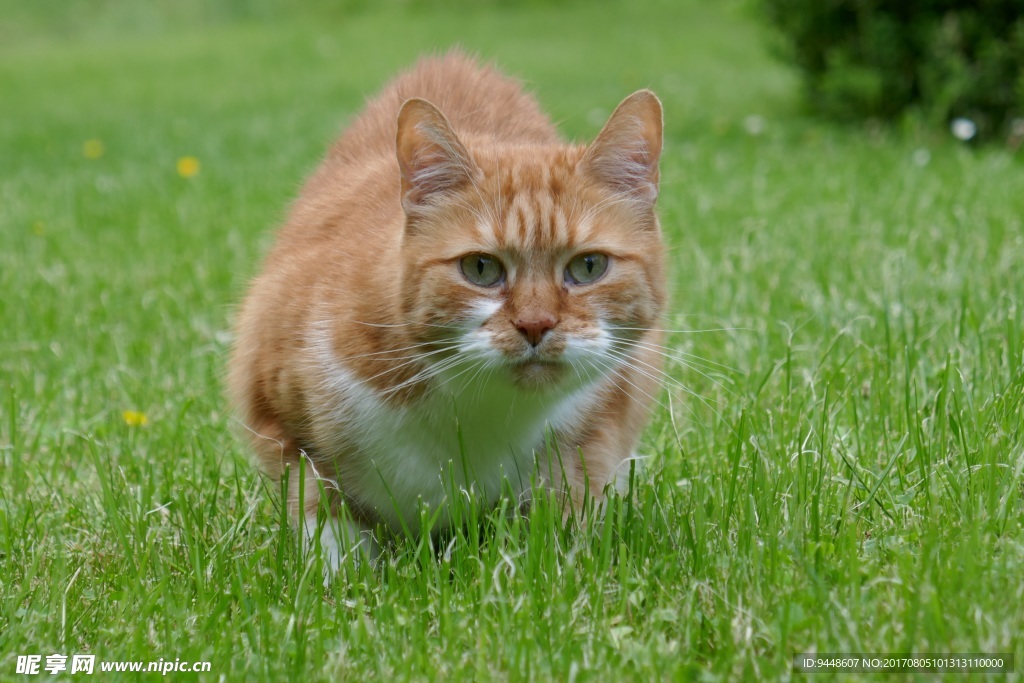 草地上可爱萌花猫图片