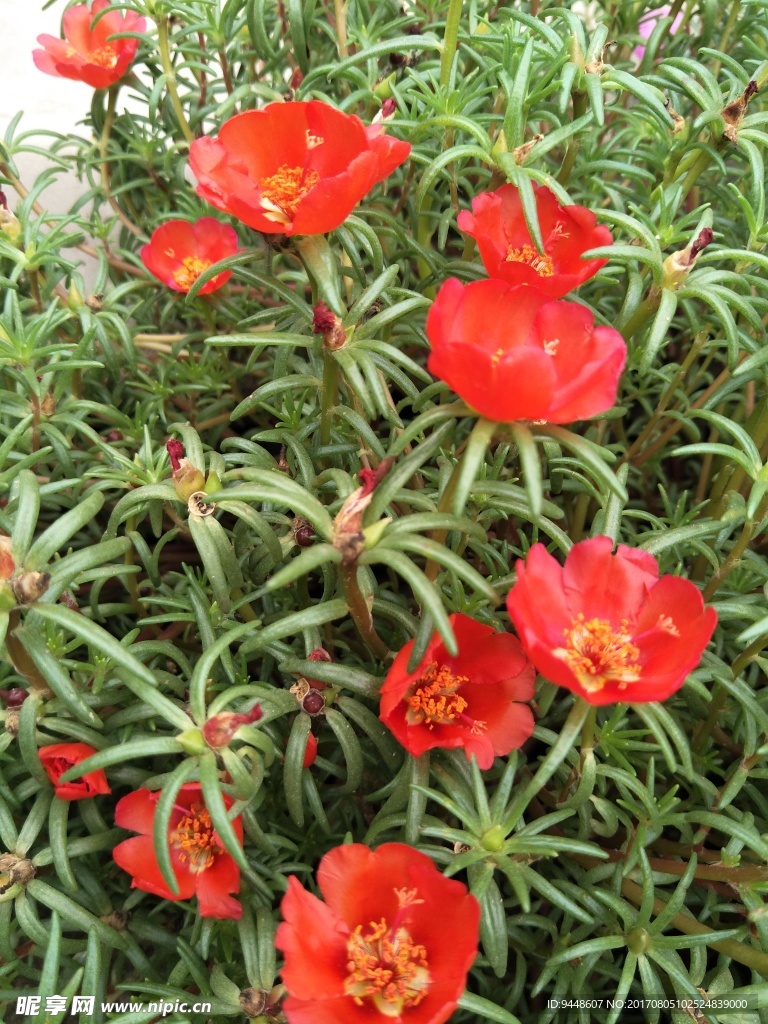 太阳花